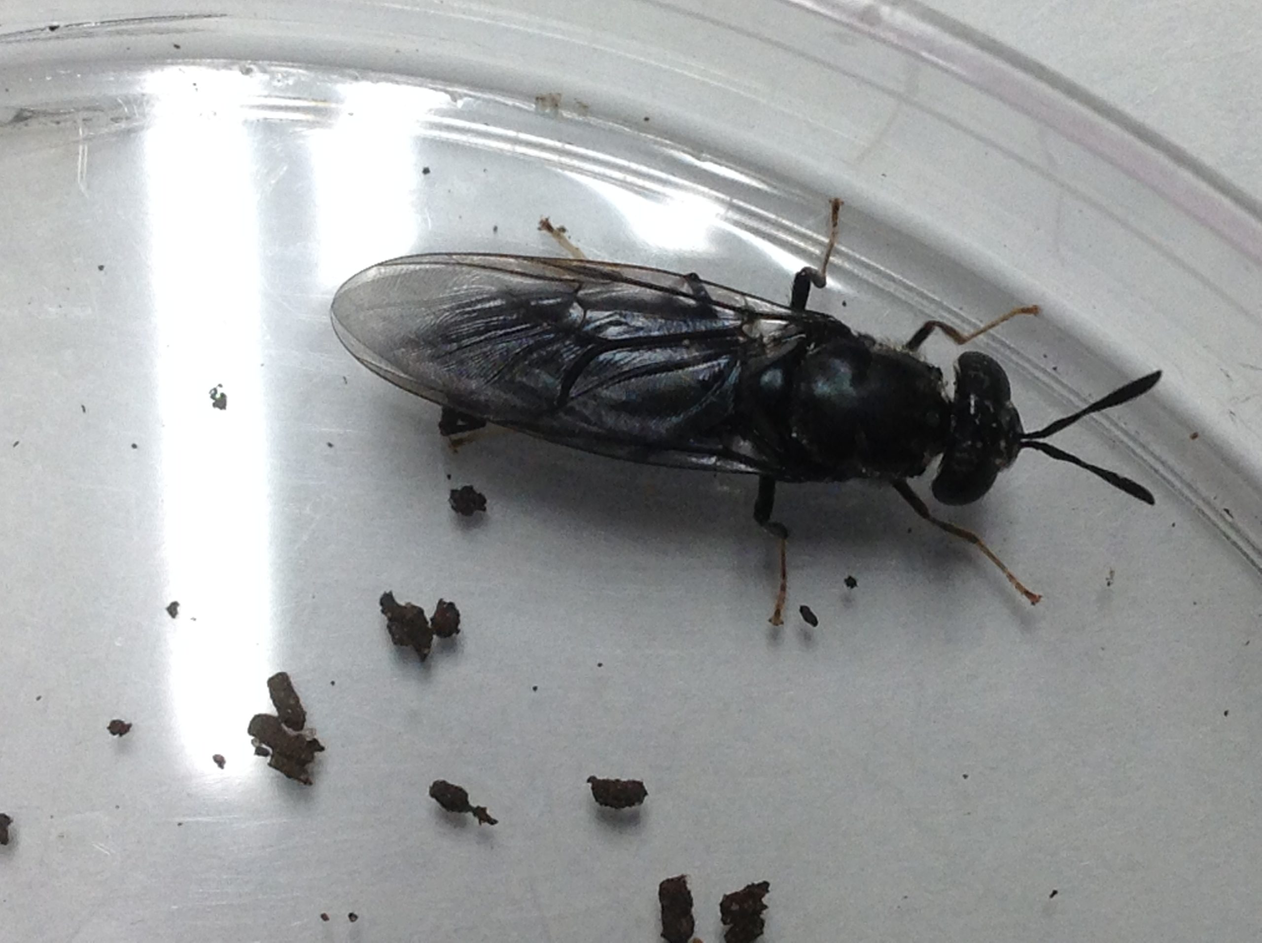 Black soldier fly