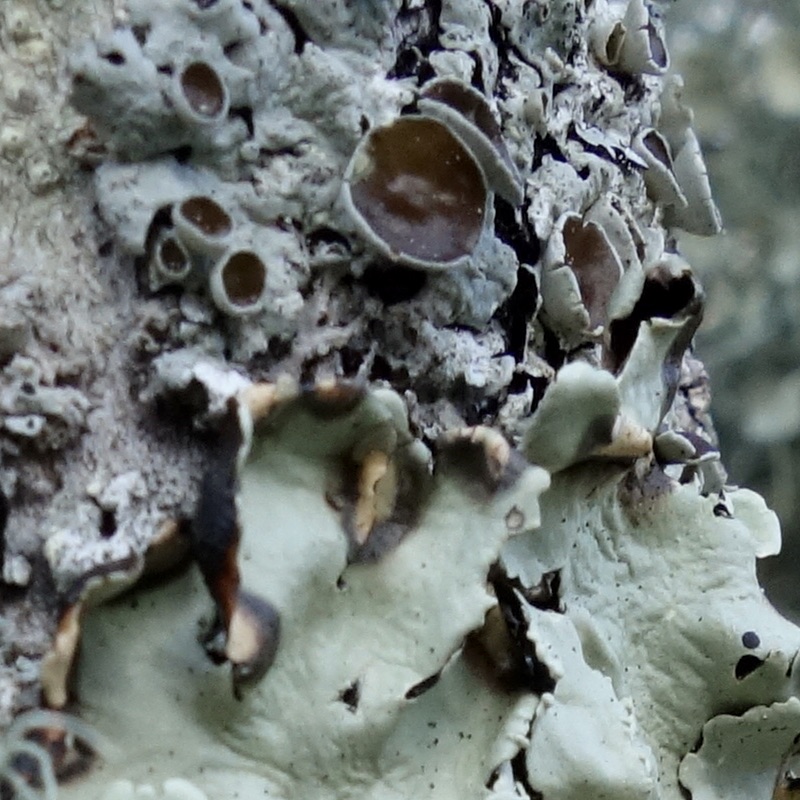 Closeup of Lecanora sp. lichen