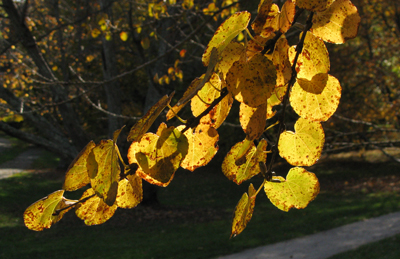 Senescing katsura tree (Cercidiphyllum japonicum) leaves emit a smell often described as burnt sugar or cotton candy.