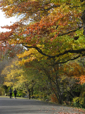 Walking or resting under trees can reduce stress levels.