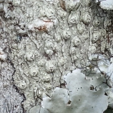 Closeup of Pertusaria sp. lichen