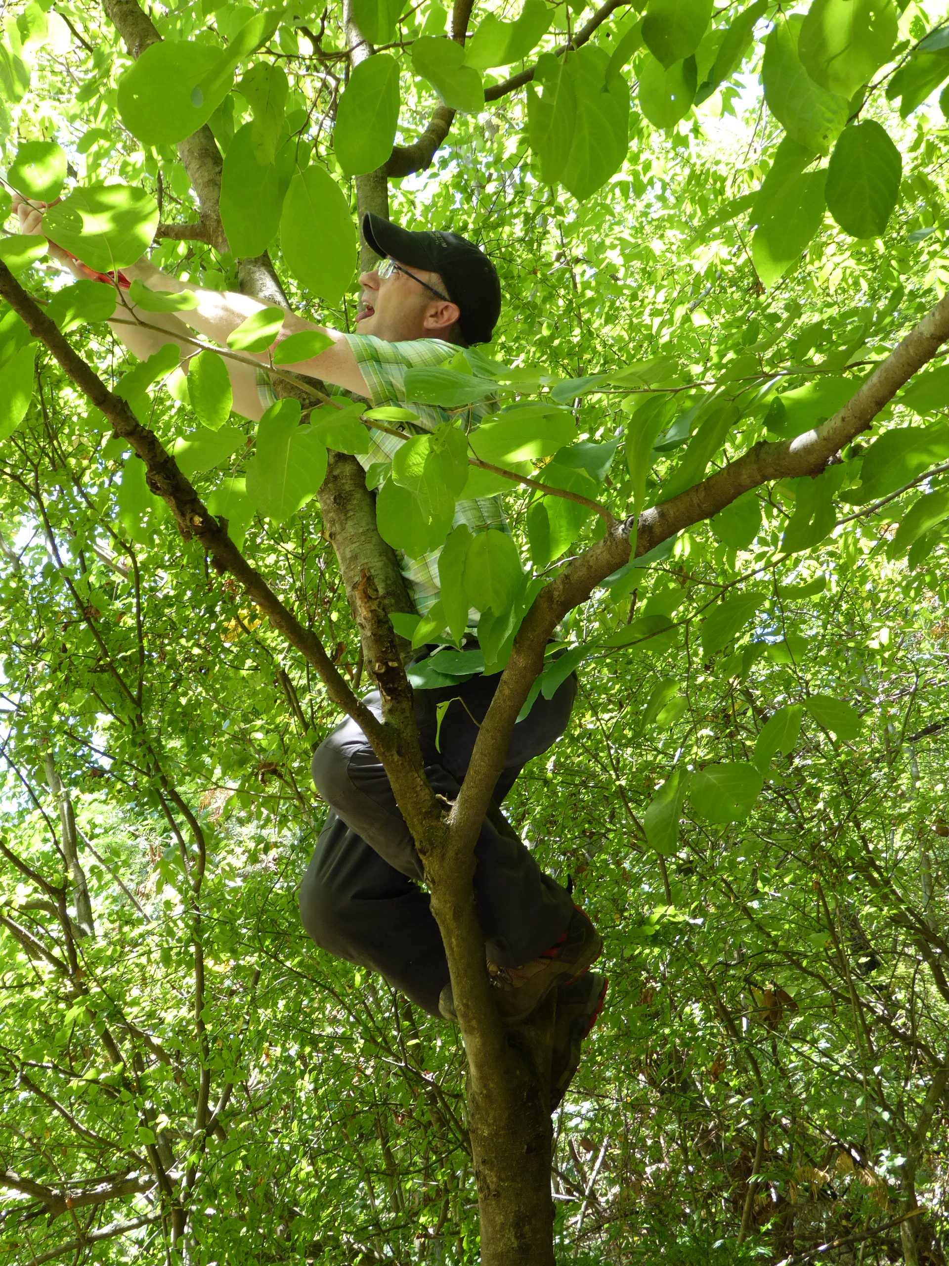 Michael Dosmann climbs a Sinowilsonia henryi to collect fruit.