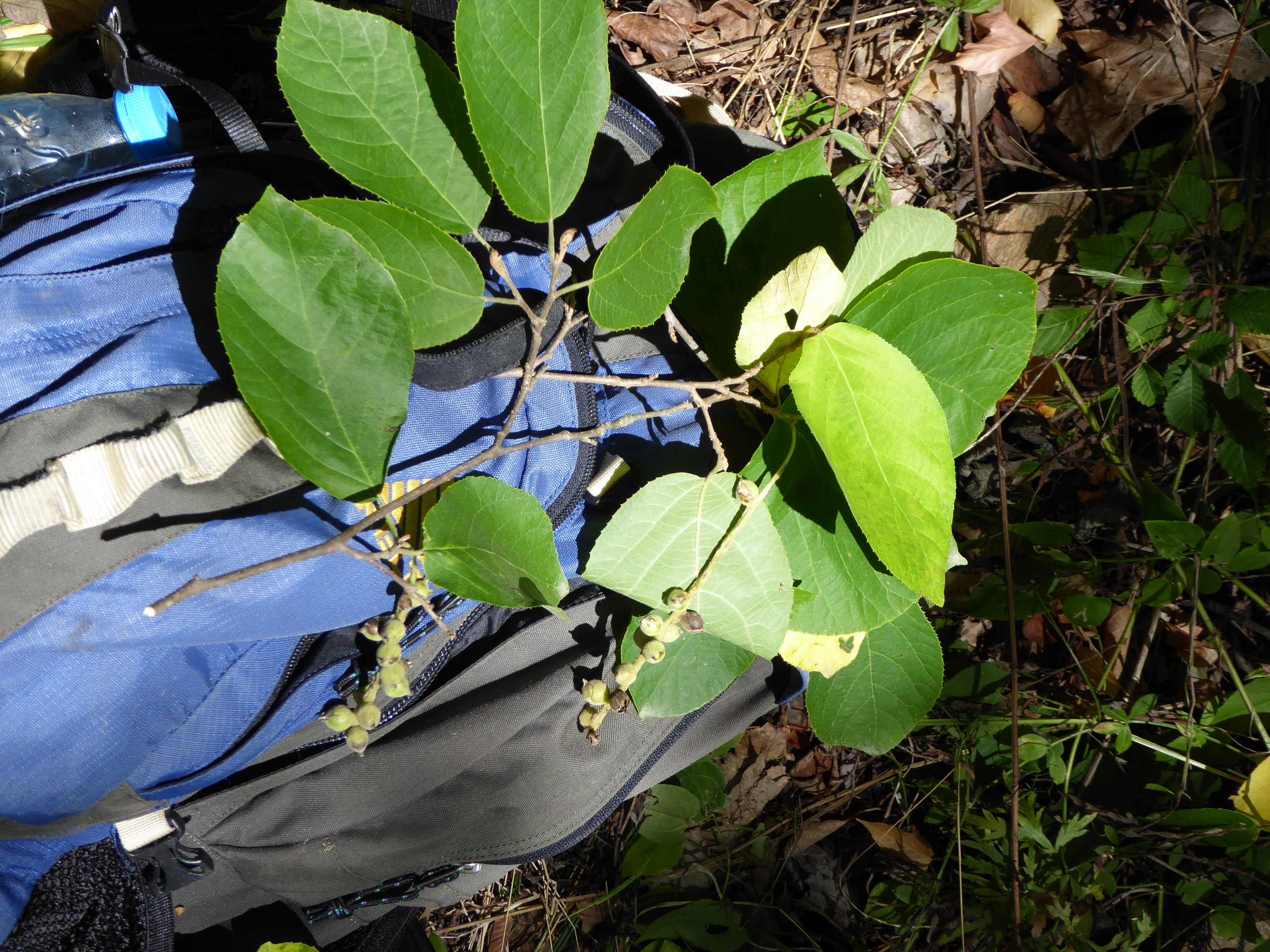 A collection of Sinowilsonia henryi (NACPEC15-002).