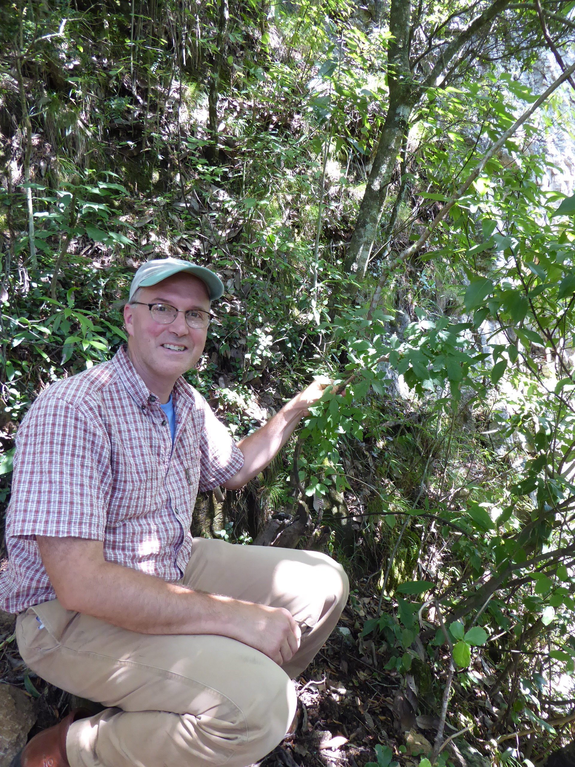 2015 NACPEC team member Tony Aiello with Acer griseum.