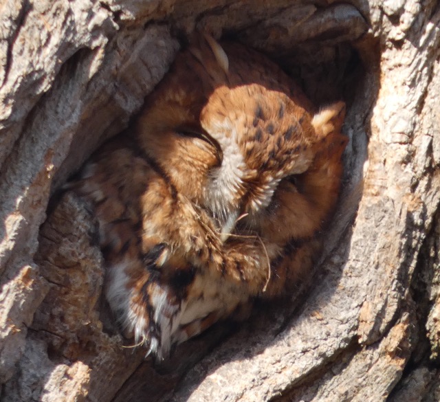 A rufous morph eastern screech-owl, enjoying the morning sun in her roost above Meadow Road.