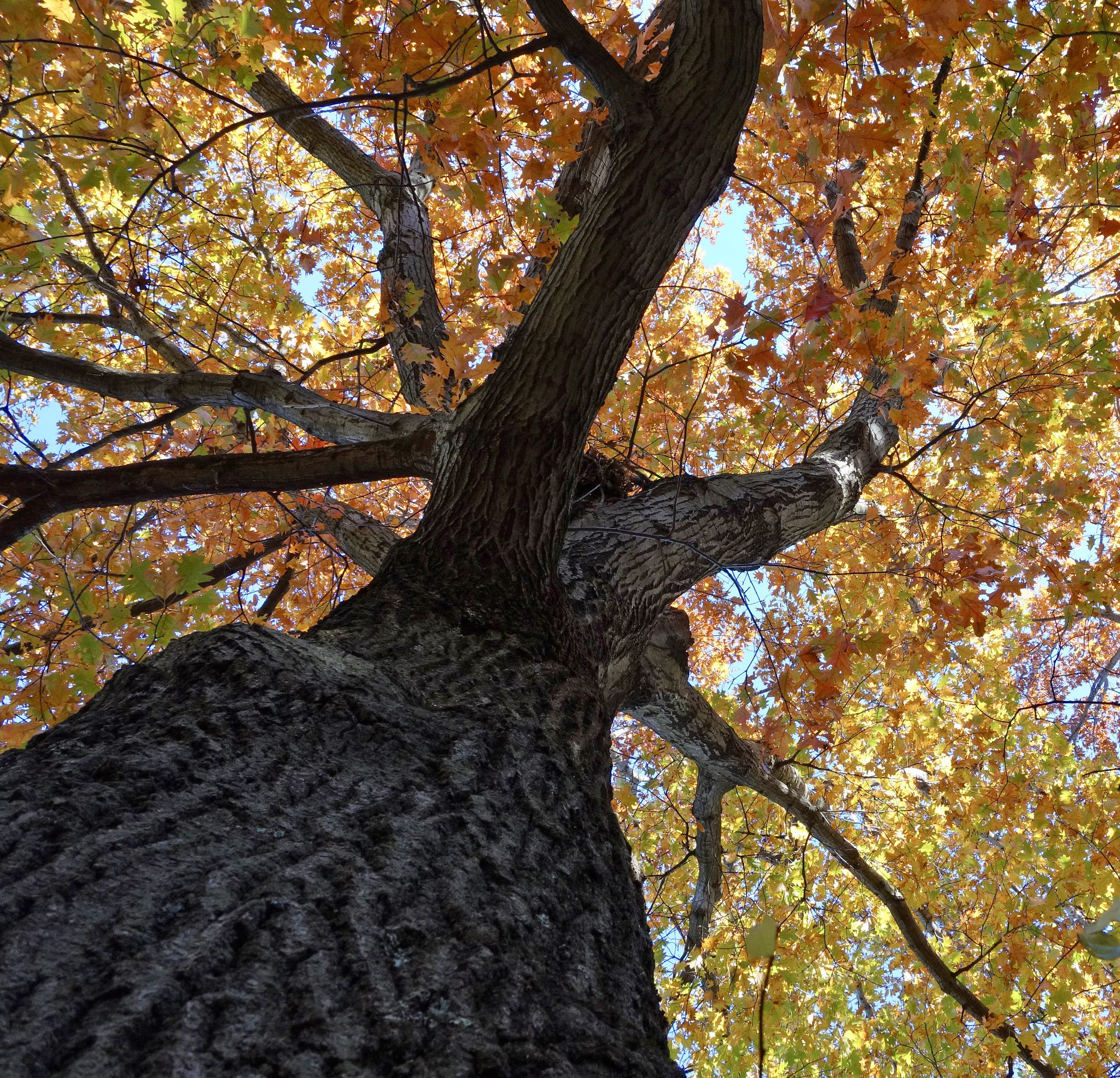 Quercus rubra 140-2011*A by William (Ned) Friedman
