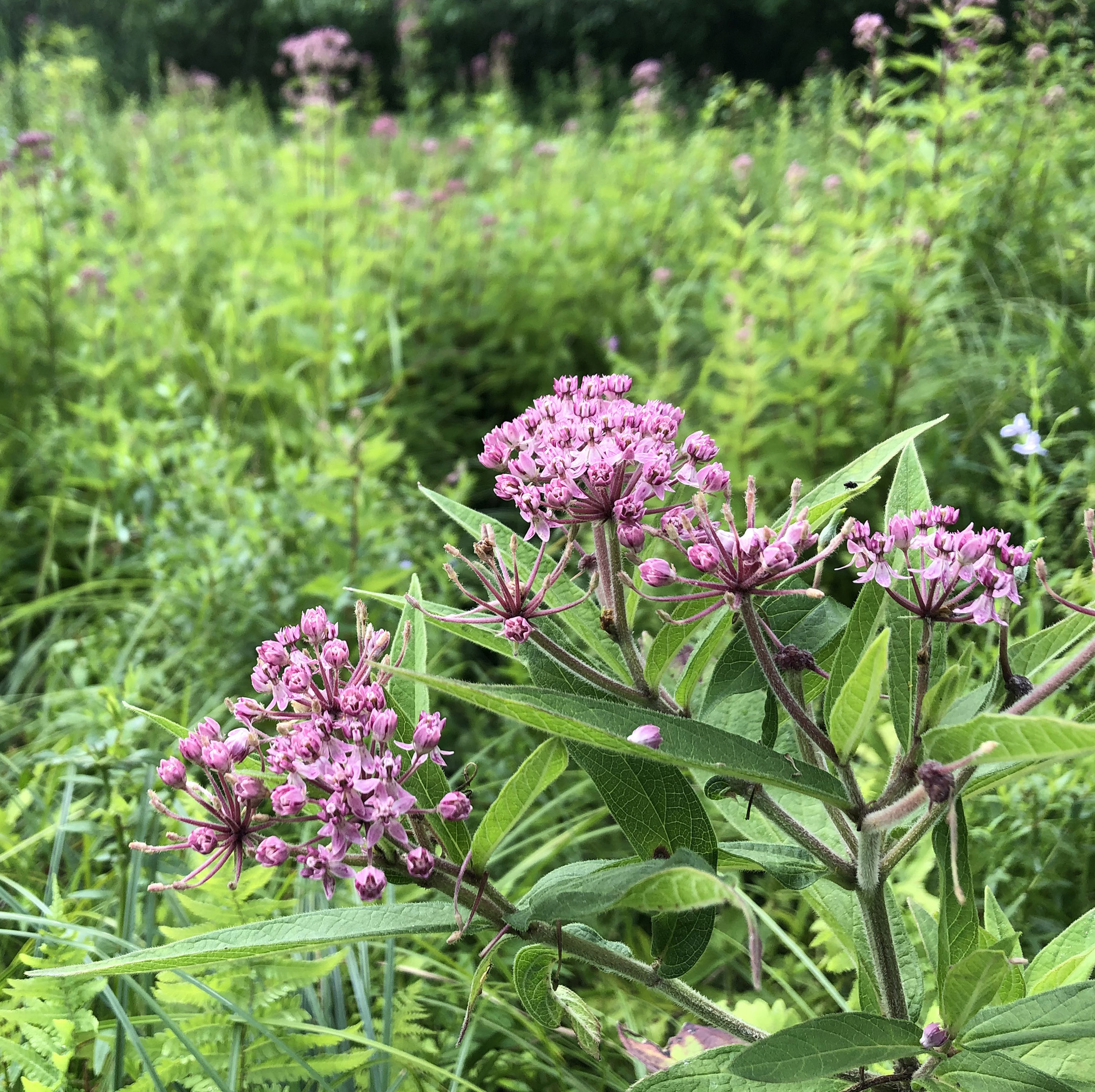 Rose milkweed in the wild