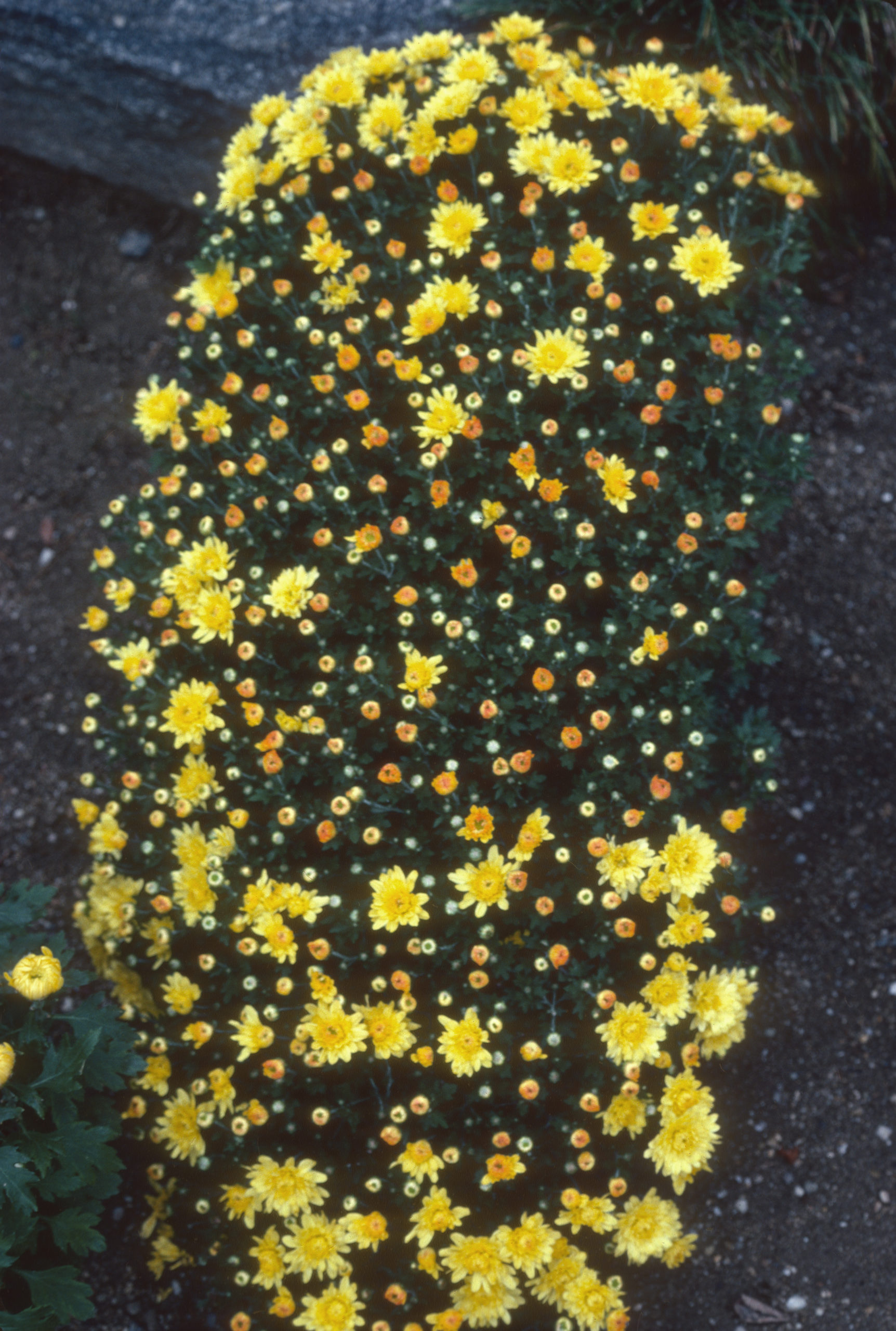 A cascade of golden yellow chrysanthemums at the Nagoya Castle chrysanthemum show. Photograph by Stephen Spongberg, September 26, 1977.