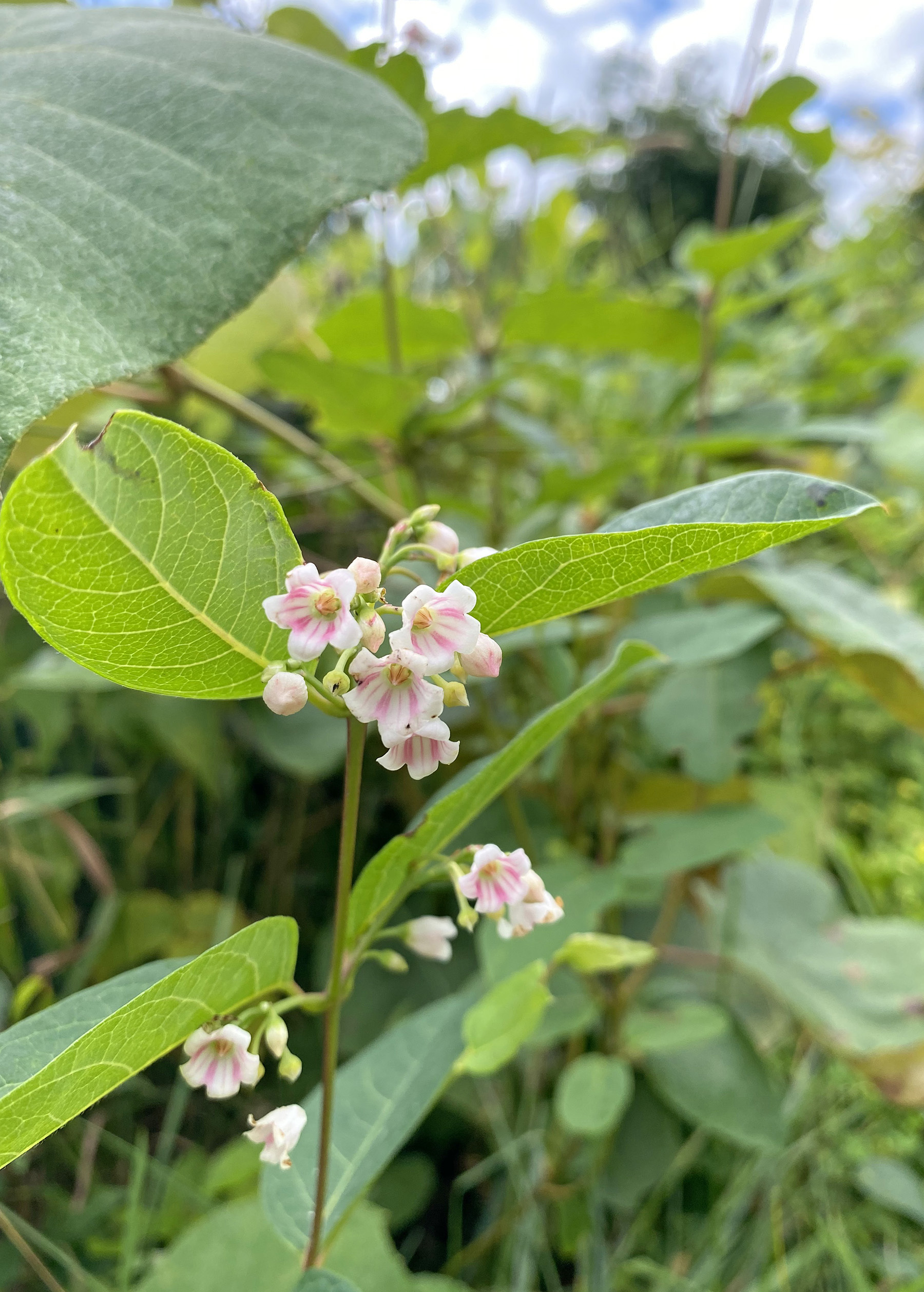 Spreading dogbane Apocynum androsaemifolium in the wild