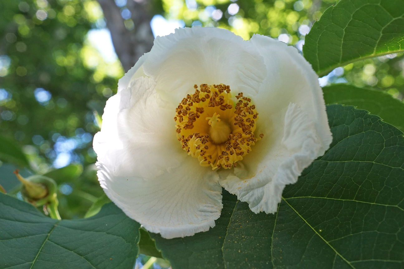 Flower of Japanese stewartia