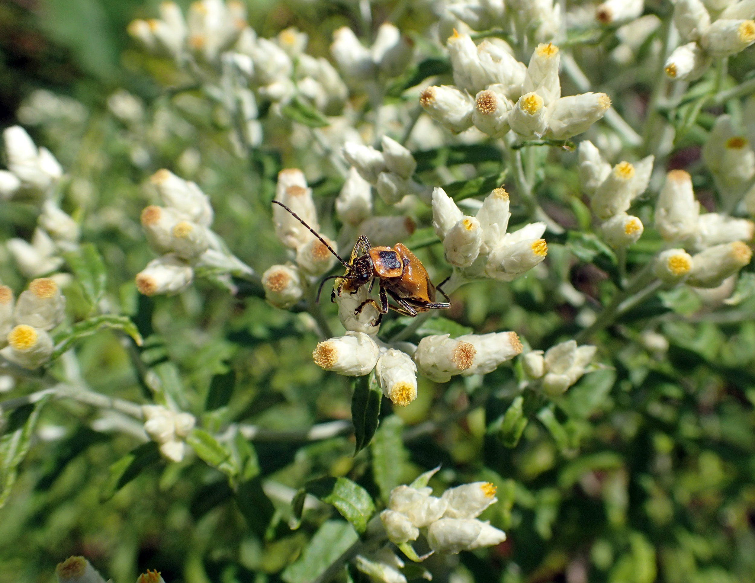 Sweet everlasting Pseudognaphalium obtusifolium and beetle