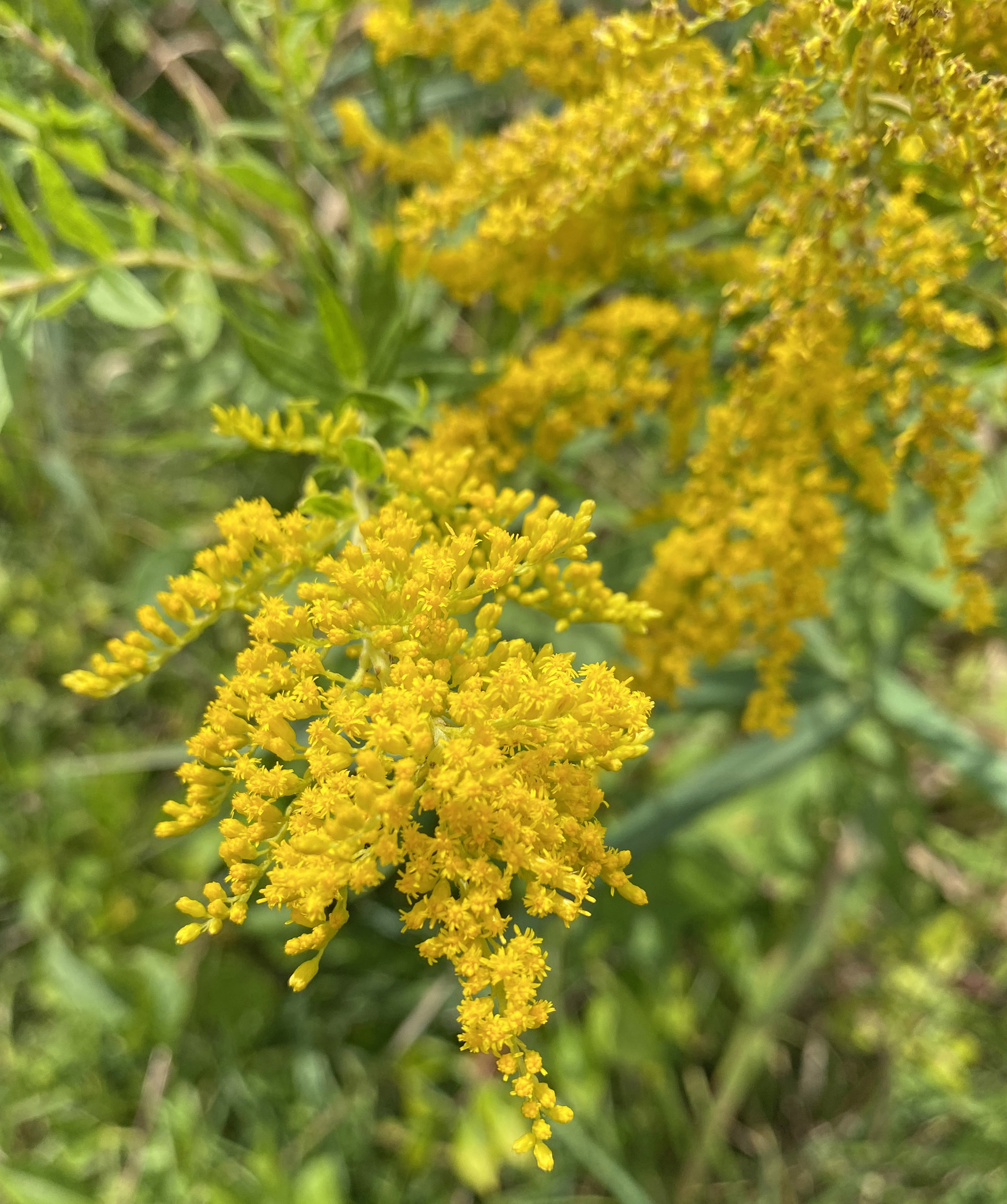 Sweet goldenrod in the wild
