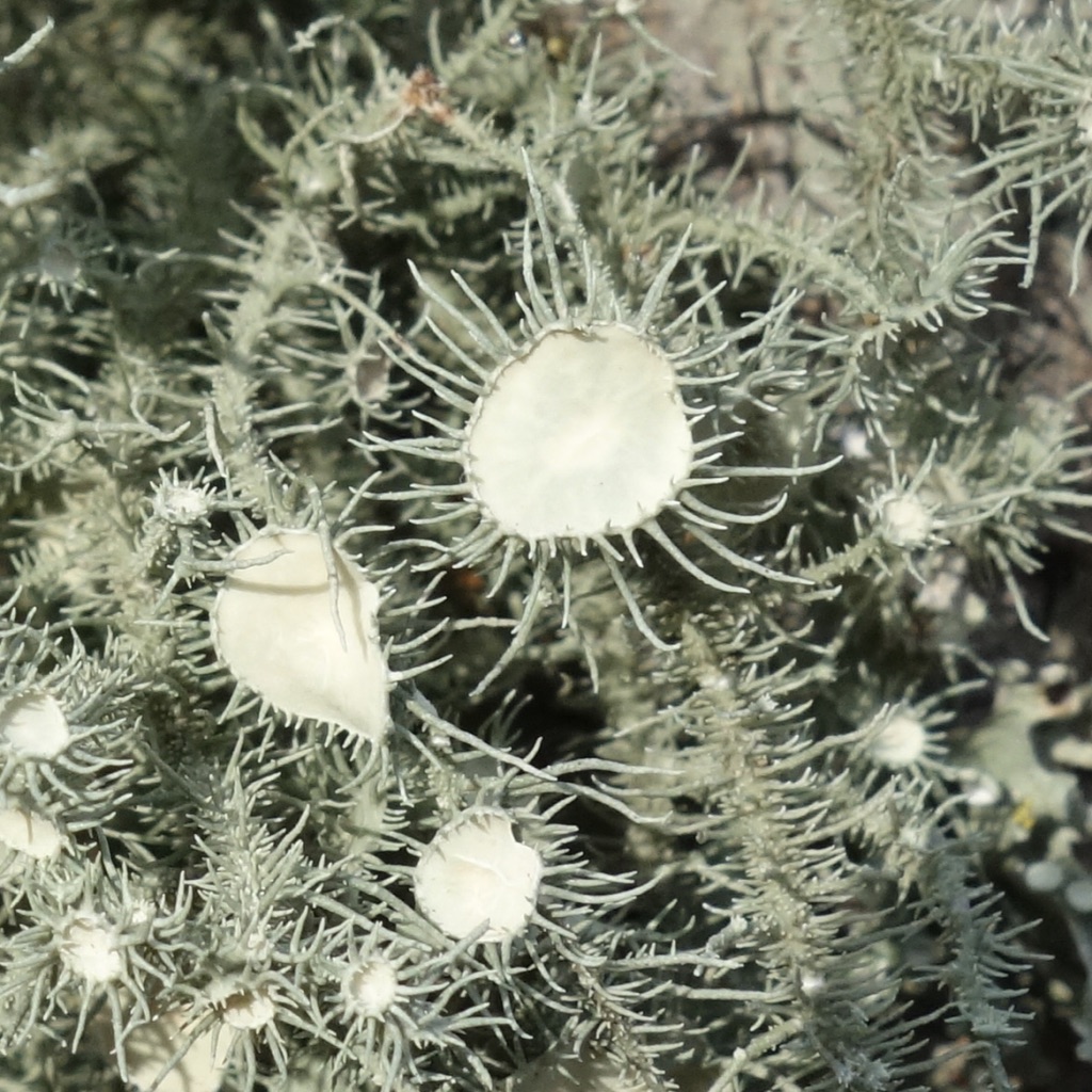 Close up of Usnea strigosa lichen