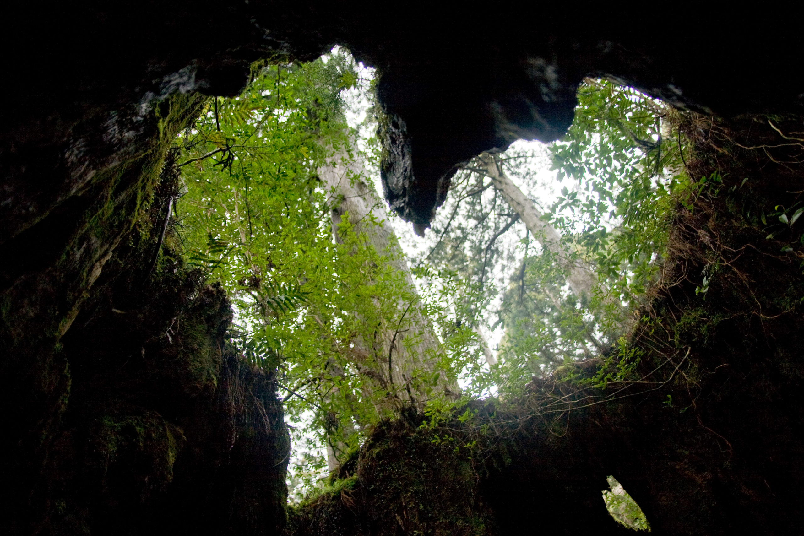 Wilson's stump in Yakushima, Kagoshima Pref., Japan. March 6, 2012. Photograph by Σ64 [N I Shigumarokuju]. GNU Free Documentation License, Wikimedia Commons.