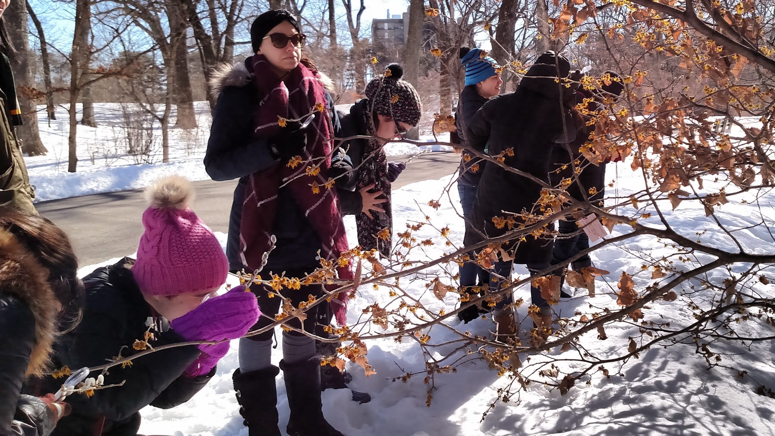 BU students observing witch hazel