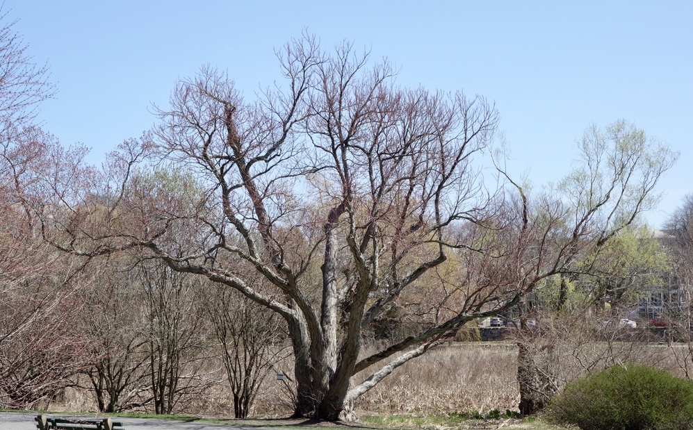 Mature katsura tree.