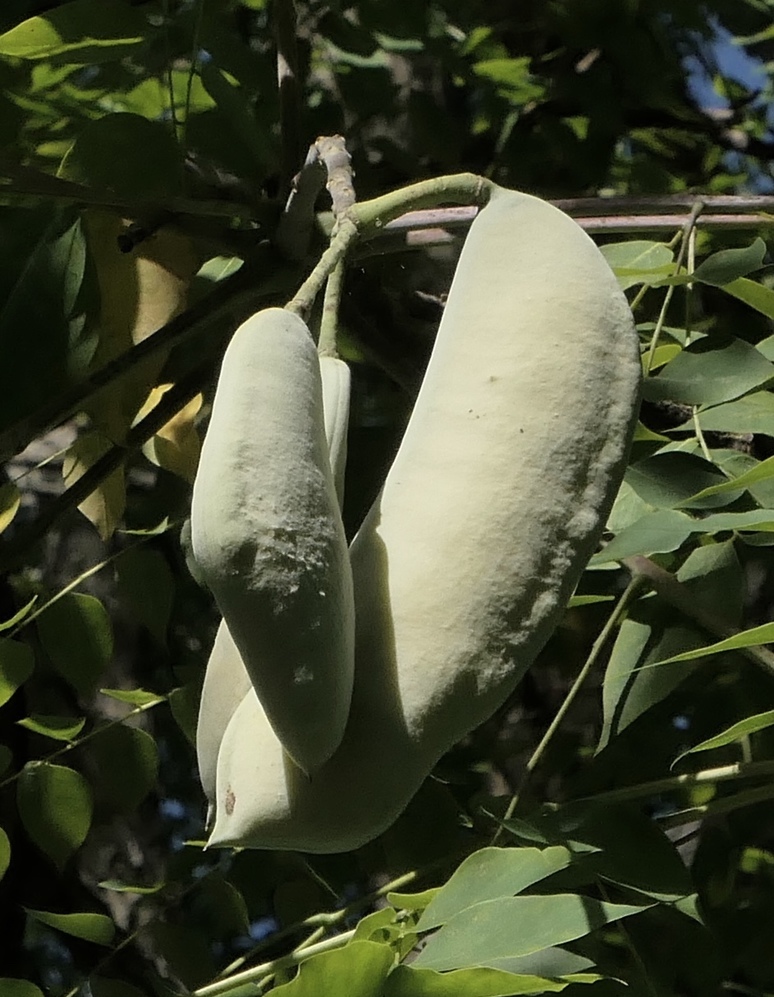 Seedpods. 