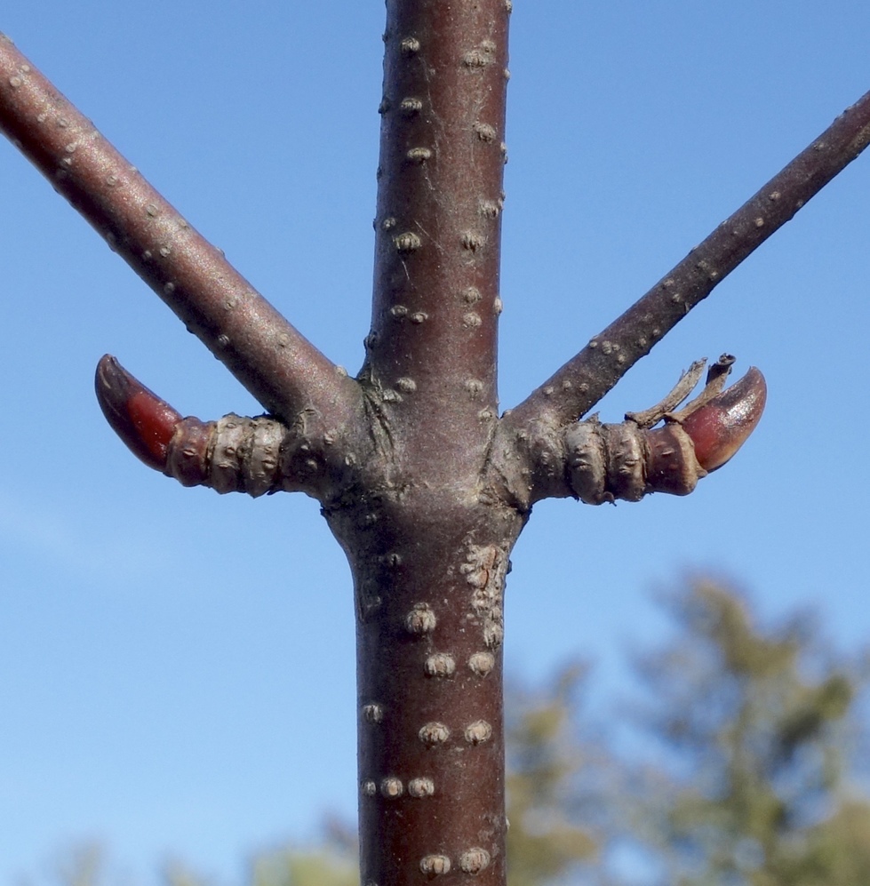 Dormant buds. 