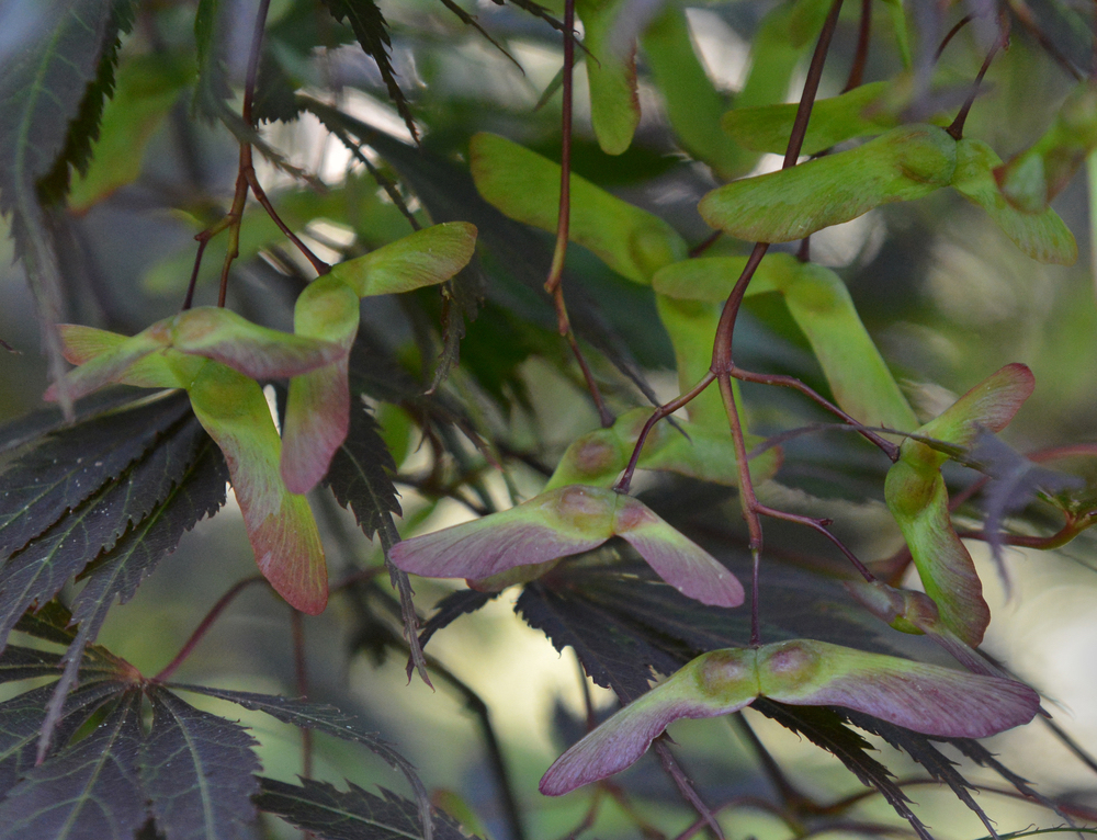 Immature fruits (samaras).