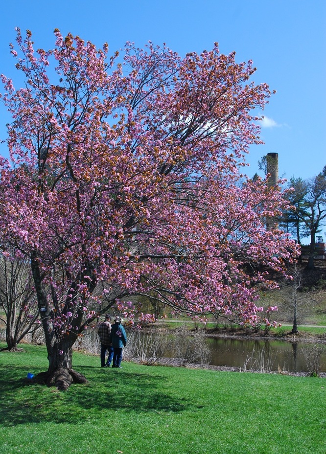 Visitors enjoy Dawson Pond and a mature Sargent cherry in flower.