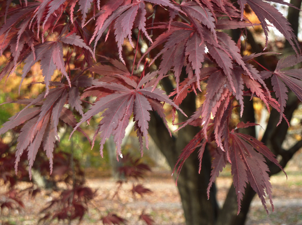 Delicate leaves.