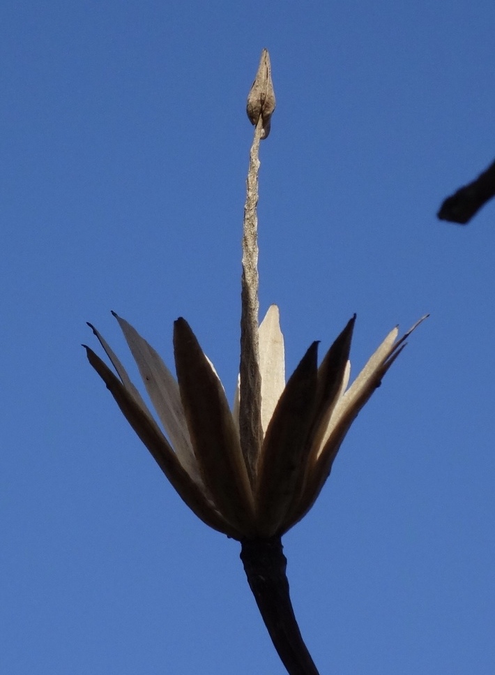 Open fruit after seed shed. 