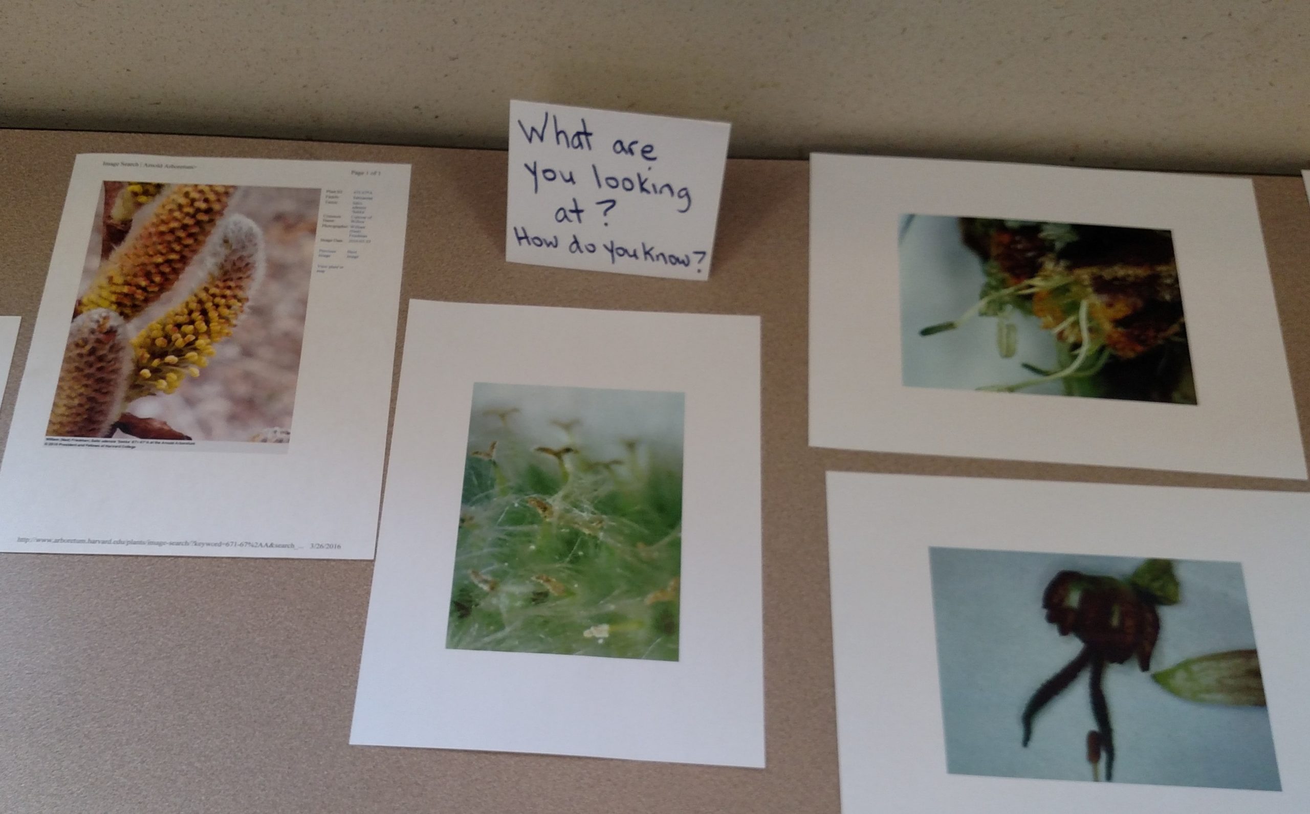 Photos of flower parts can be used as assessment.