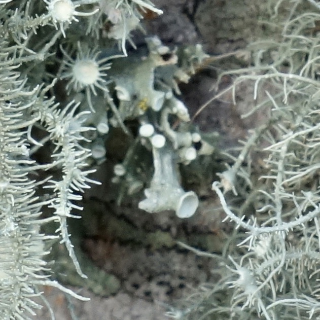 Closeup of Ramalina sp. lichen