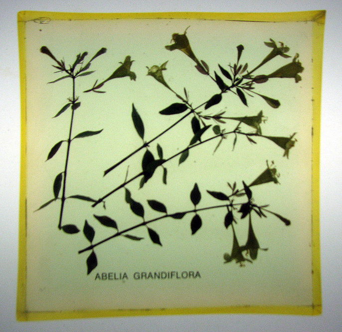 Abelia grandiflora, Glossy Abelia. 4 inches square by 1 inch thick.