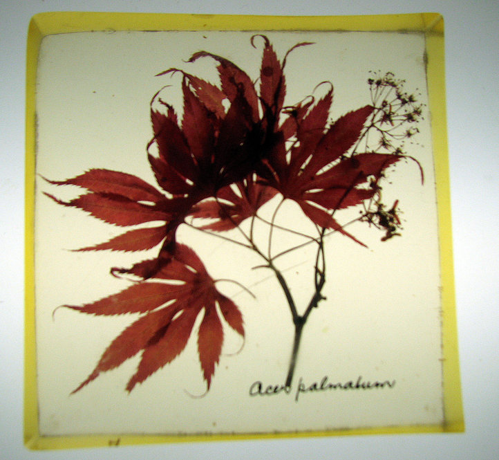 Acer palmatum, Japanese Maple. 4.25 inches square by 1 inch thick.