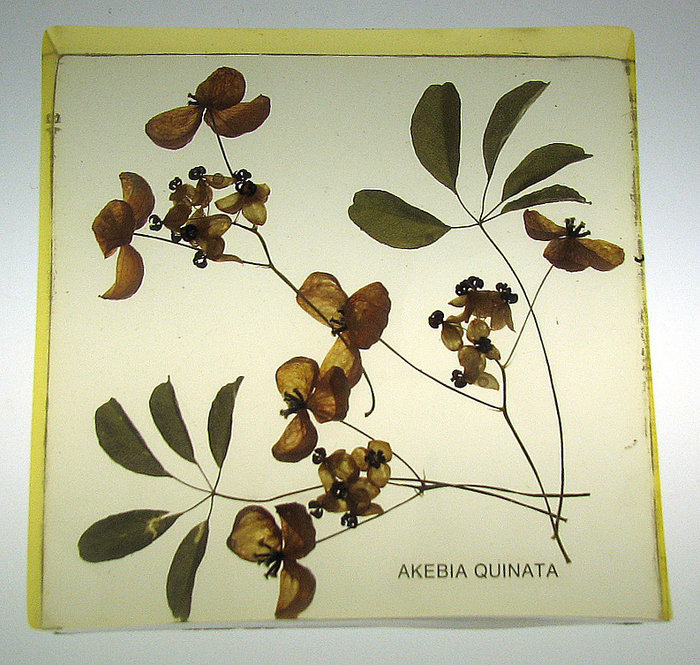 Akebia quinata, Chocolate Vine or Five-leaf Akebia. 4.5 inches square by 1 inch thick.