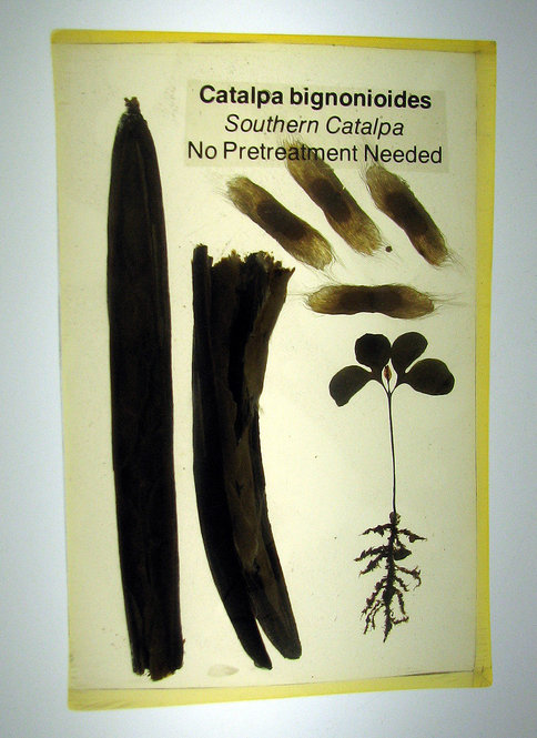 Catalpa bignonioides, Southern Catalpa.