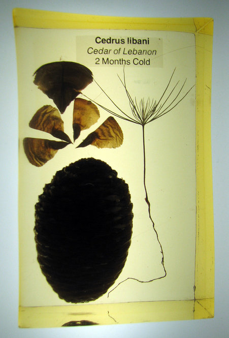 Cedrus libani, Cedar of Lebanon. 2 months cold. 7 inches tall by 4.5 inches wide by 2.5 inches thick.
