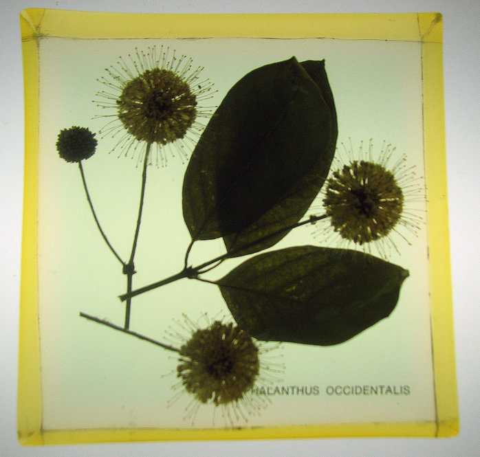 Cephalanthus occidentalis, Buttonbush. 4.5 inches square by 1.5 inch thick.