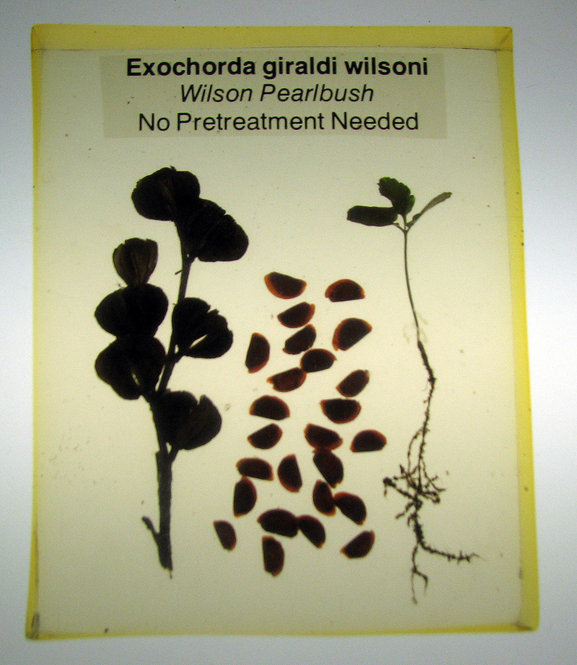 Exochorda giraldi wilsoni, Wilson Pearlbrush.