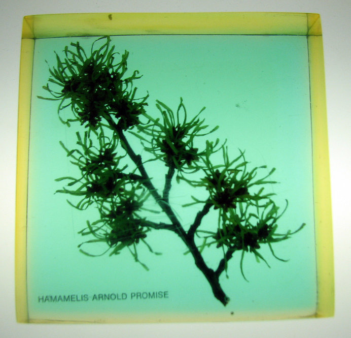 Hamamelis Arnold primrose. Witch-hazel. 4.5 inches square by 1.5 inch thick.