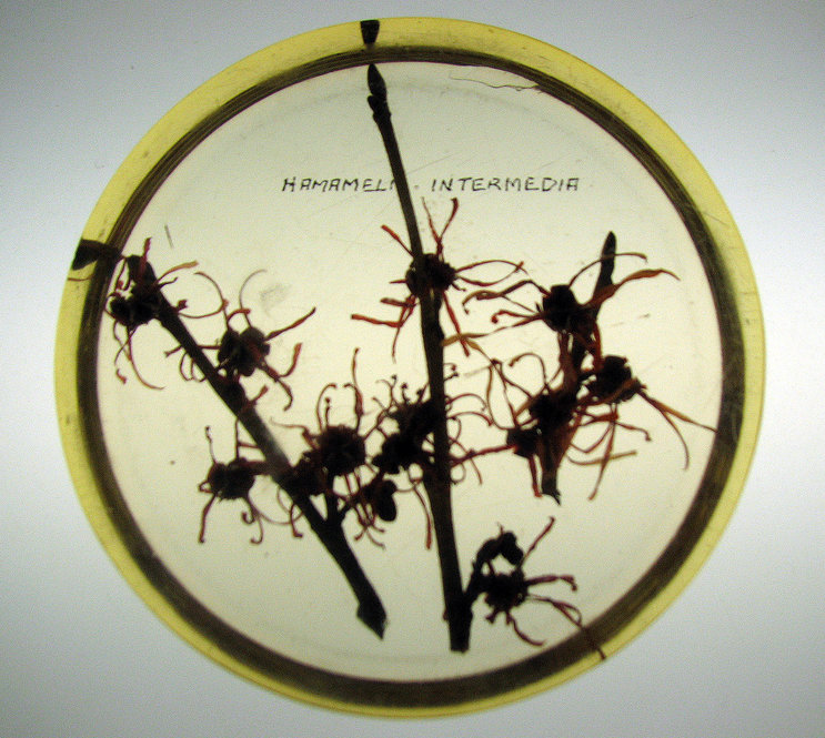 Hamamelis intermedia, hybrid witch hazel. 4.5 inches diameter by 1 inch thick.