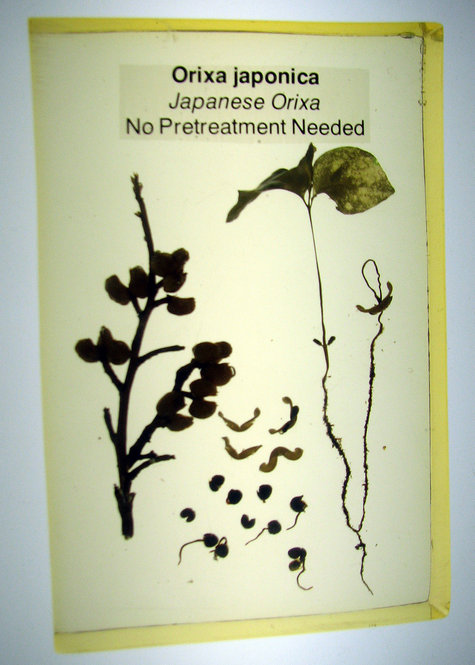 Orixa japonica