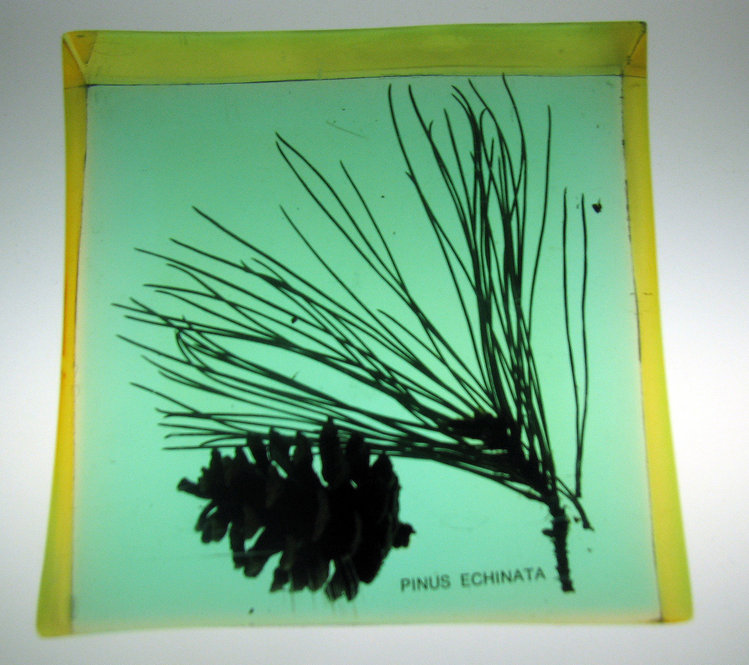 Pinus echinata, Shortleaf Pine. 4.5 inches square by 1.5 inch thick.