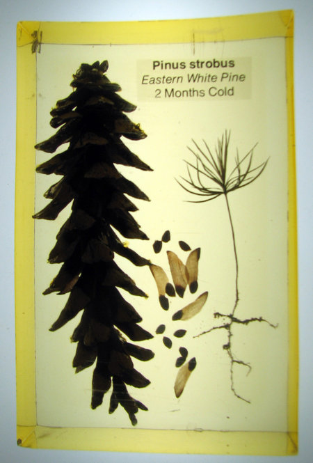 Pinus strobus, Eastern white pine. 2 months cold. 7 inches tall by 4.5 inches wide by 2 inches thick.