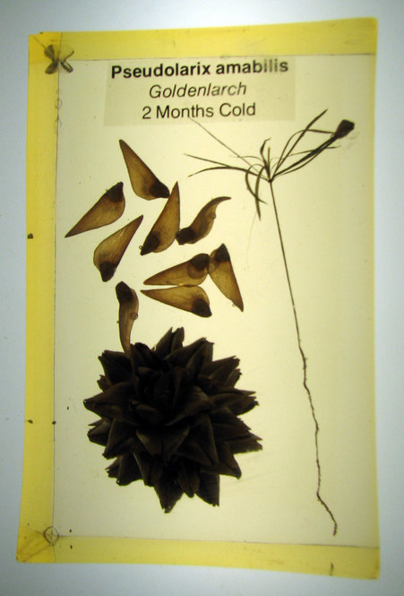 Pseudolarix amabilis, Goldenlarch. 2 months cold. 6 inches tall by 4 inches wide by 2 inches thick.
