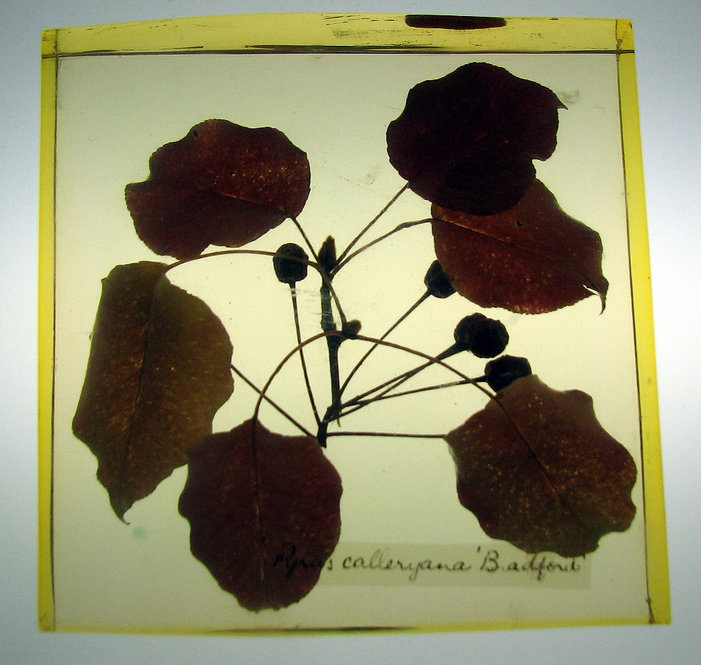 Pyrus amabilis