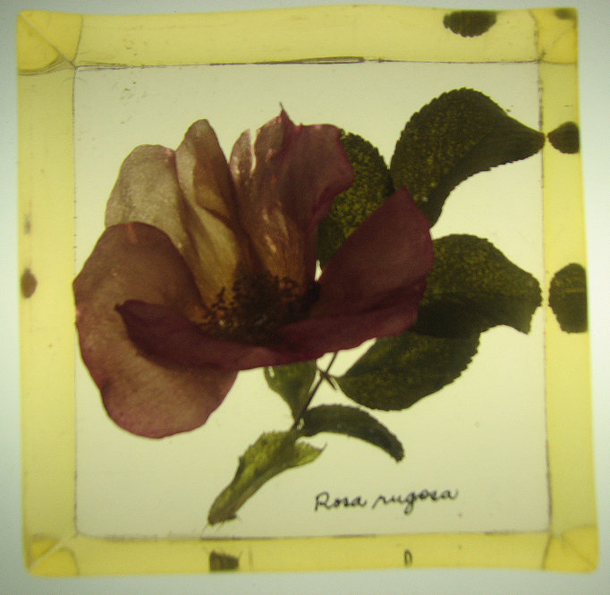 Rosa rugosa. 4 inches square by 2.25 inches thick.