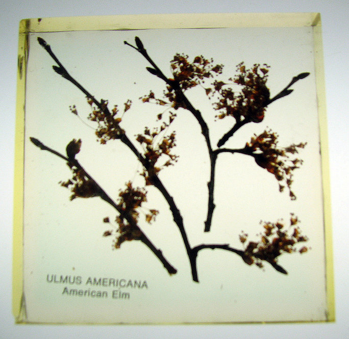 Ulmus americana, American elm. 3.75 inches square by .75 inch thick.