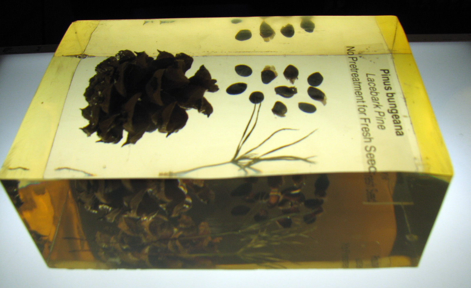 Pinus bungeana, Lacebark pine. 