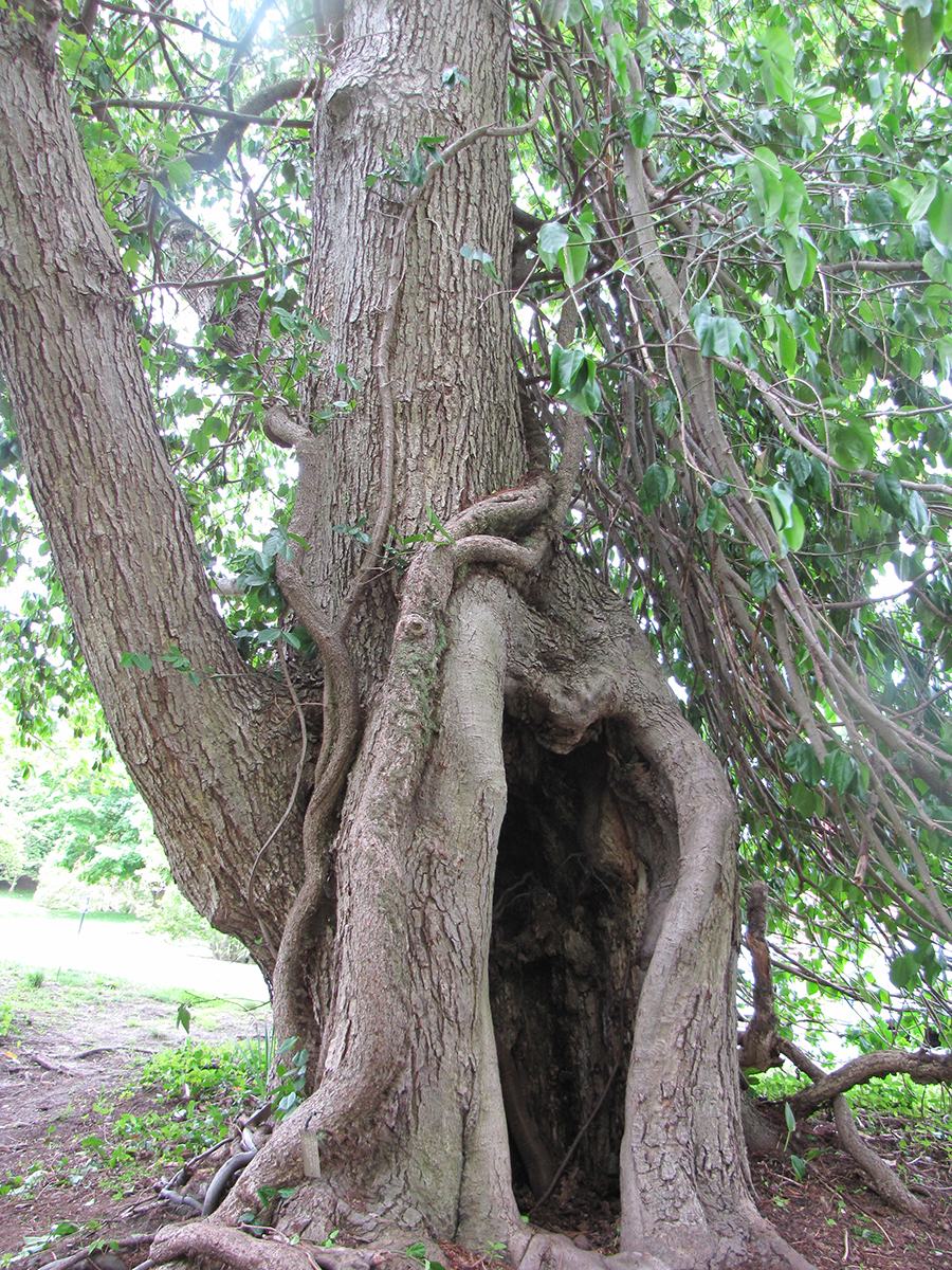 Red maple and euonymus