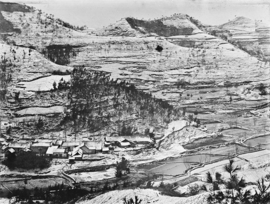Terraced and cultivated hill showing Cupressus fenebris and Quercus serrata, Ichang, 1908. All photographs by Ernest Henry Wilson. © President and Fellows of Harvard College. Arnold Arboretum Archives.