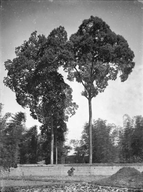 Phoebe marcrophylla, Near Shih Fang Hsien, Western Sichuan, 1908. All photographs by Ernest Henry Wilson. © President and Fellows of Harvard College. Arnold Arboretum Archives.