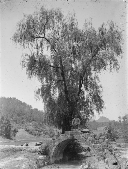 Salix babylonica, Taning Hsien, 1910. All photographs by Ernest Henry Wilson. © President and Fellows of Harvard College. Arnold Arboretum Archives.