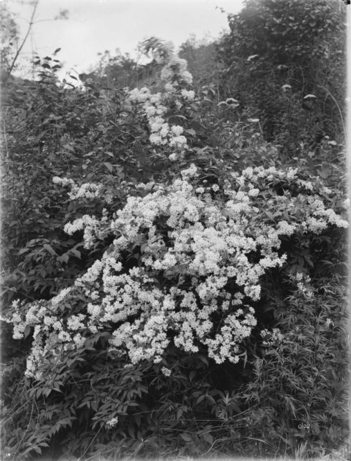 Deutzia Wilsonii. All photographs by Ernest Henry Wilson. © President and Fellows of Harvard College. Arnold Arboretum Archives.